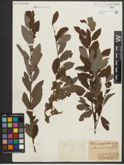 Foto von Salix purpurea L. x Salix silesiaca Willd.